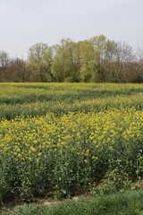 field of Rapeseed in France 