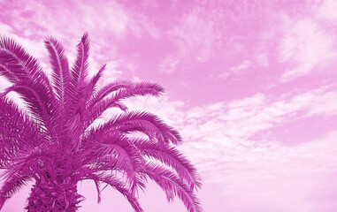 Surreal Pop Art Style Orchid Purple Palm Tree against Lilac Sky