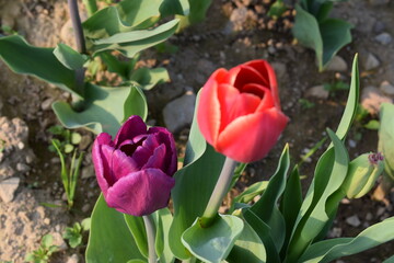 Beautiful colorful tulips backgrounds. Flowers field during spring in a sunny day. Nature.