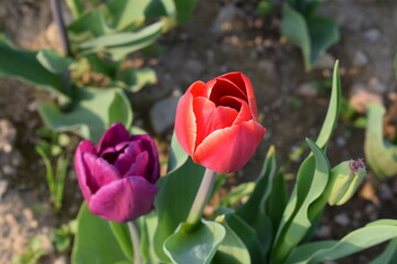 Beautiful colorful tulips backgrounds. Flowers field during spring in a sunny day. Nature.