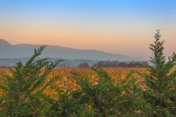 Autumn sunset on a Prosecco vineyard in Veneto, Vittorio Veneto, Italy