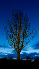 Fototapeta na wymiar Baum bei Nacht