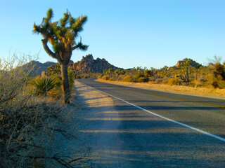 Fototapeta premium national park in U.S アメリカカリフォルニア