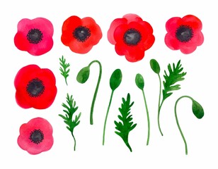 Floral set of vibrant red watercolor poppies. Flower heads, buds, and green leaves isolated on a white background. Botanical clip art collection. Hand-drawn summer wildflowers in naive style