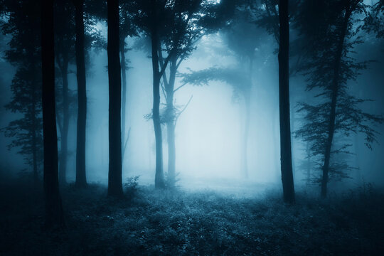 mysterious fantasy woods at night, dark forest background