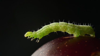 Details of a green caterpillar on a plum