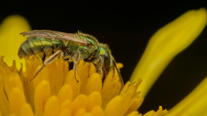 A green wasp on a yellow flower