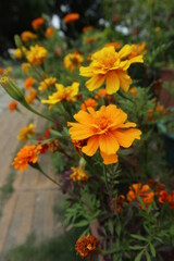 Tagetes patula blooming in the garden design for abundance concept