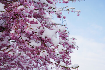 Ein Zierkirschbaum in voller Blüte. Schnee liegt auf allen Ästen und Blüten. Der Himmel färbt...