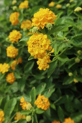 various colors of Lantana camara blooming in the garden design for seasonal and powerful concept