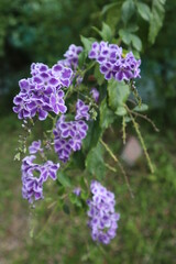 Obraz premium blossom of verbenaceae design for romantic concept