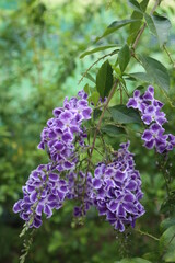 blossom of verbenaceae design for romantic concept