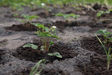 Young organic strawberry plants with flowers in the garden. Close up	