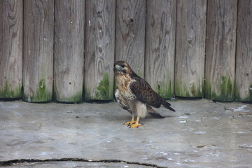 伊豆大島。大島動物園のノスリ。