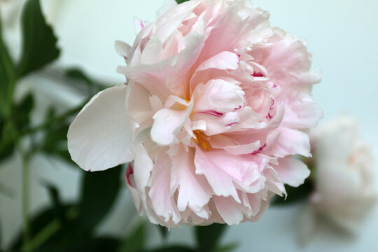 pink peony