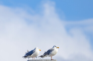 The Gull (Larus canus) is a coastal bottom-grazing seabird in the genus Larus,Helgeland,Northern Norway,scandinavia,Europe