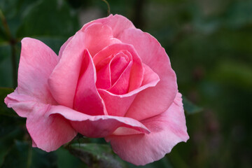 A beautiful artistic image of a beautiful pink pastel rose in a dark garden. Design of vintage postcards for lovers and newlyweds. Vertical shot of a blooming light pink.rose flower in a green garden