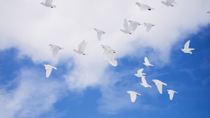 White doves flying. Blue sky and white clouds in the background. 