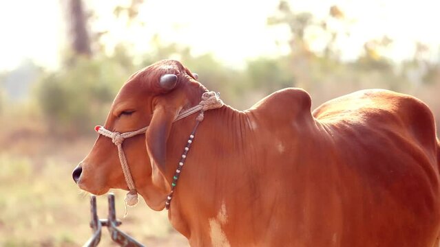 Cow beautiful footage,gir cows of India,brahman cow beautiful views,Dairy cows in the farm,selective focus