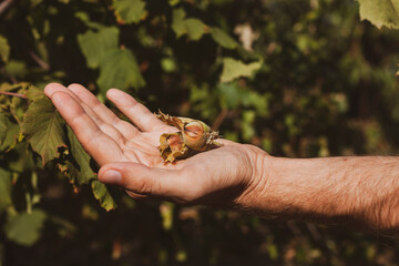 Ripe hazelnuts in gardener hand. Organic eco hazel tree branch in farm garden. Growing nuts on home backyard. Dietary fiber protein vitamin source weight loss diet. Gardening local healthy food eating