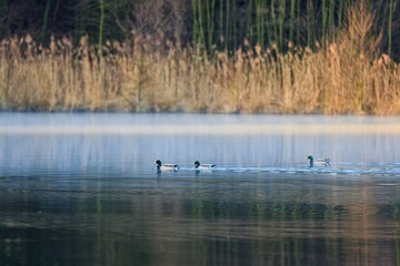 Ducks on a spring morning pond