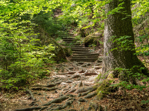 Bielatal in der S&auml;chsischen Schweiz - Buche am Sachsenstein