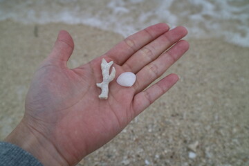 てのひらに乗せた珊瑚