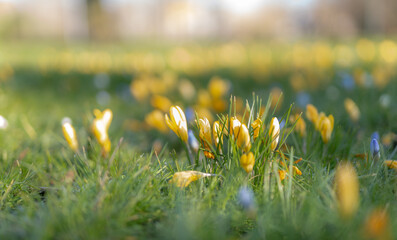 Wiosenna łąka pełna krokusów. Rozmazane  tło, piękny słoneczny poranek. Zdjęcie...