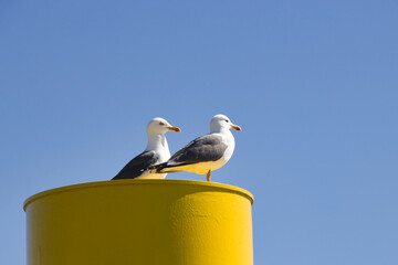 Silbermöve im Hafenbereich