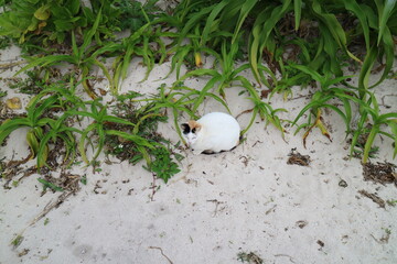 砂浜に佇むねこ