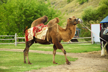 Bactrian camel in harness, a large artiodactyl animal in a safari park