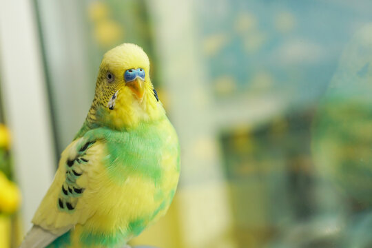 Yellow And Green Budgie