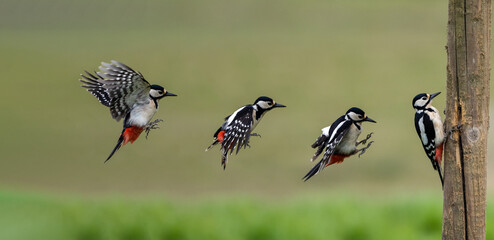 Great Spotted woodpecker flight path coming into land on a timber post