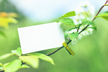 White blank paper business card mock up clipped on spring tree branch at sunny day. Nature pastel green quote background with seasonal stationery presentation. Springtime branding, copy space.