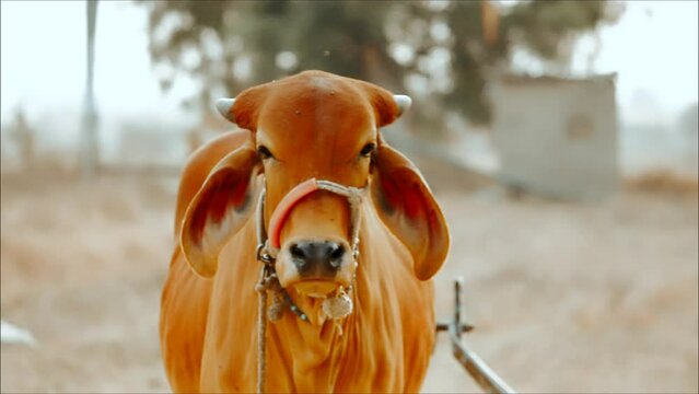 Cows Looking at Camera,cow in the field,cow in rajasthan india,cows on Farm,cattle Shed Rural India,selective focus