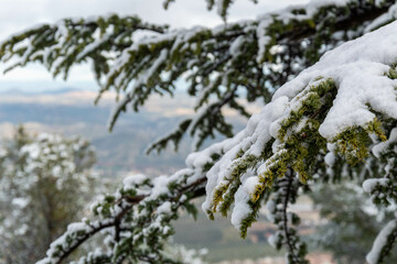 Ramas de pino cubiertos de nieve en invierno