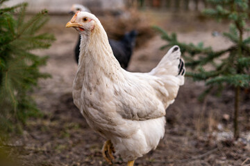 Closeup of a white chicken roaming around a farm with black chicken behind. Domestic bird from a small flock looking for food around a garden with trees.