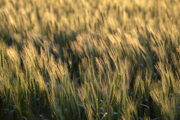 Blooming green field of wheat. Agronomy and agriculture. Food industry.