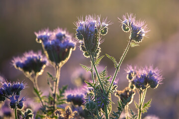 Colorful wildflowers in backlit evening sunlight. The nature of floral botany