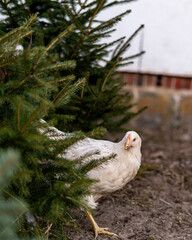 Closeup of a white chicken coming out from between the trees roaming around a house farm. Domestic bird from a small flock looking for food pecking around a garden with trees.