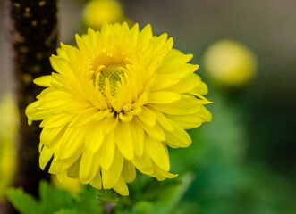 Beautiful yellow chrysanthemum flowers in a spring garden, close up. Lots of beautiful yellow chrysanthemum flowers with young buds, close up. 
