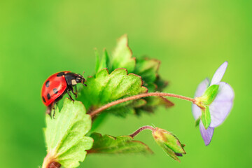 Ladybug on leaf of wild flower , closeup