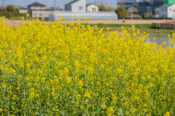 Obraz premium 池の菜の花