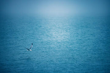 Sea ripple water with morning fog and flying seagull