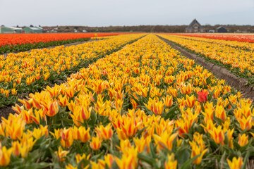 Fototapeta premium Lily flowering tulip field in North Holland