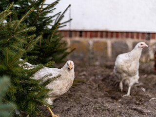 Closeup of two white chickens roaming around a house backyard. Domestic birds from a small flock looking for food around a garden with trees.
