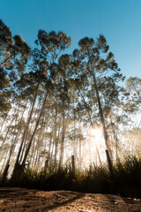 Campinas, São Paulo, Brasil, Amanhecer nos eucaliptos no alto do Pico das Cabras no Distrito de...