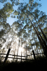 Campinas, São Paulo, Brasil, Amanhecer nos eucaliptos no alto do Pico das Cabras no Distrito de...