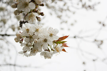 Cherry tree with white flowers in blossom on spring.