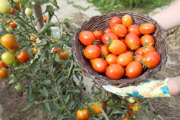 Fototapeta na wymiar Gardener ties up tomatoes for support, organic farming for vegan food. Red vegetables are grown in an open-air garden in the country, eco and organic production.